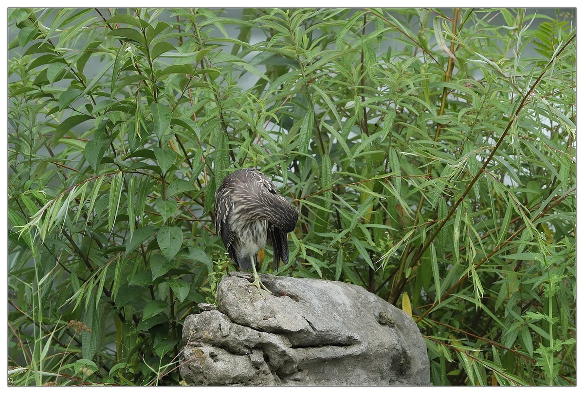 今年出生的一只夜鹭幼崽