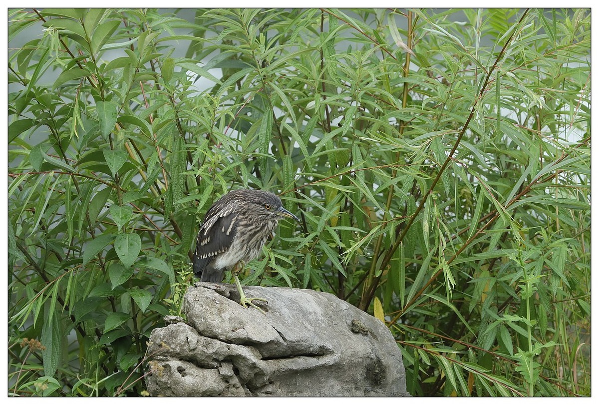 今年出生的一只夜鹭幼崽