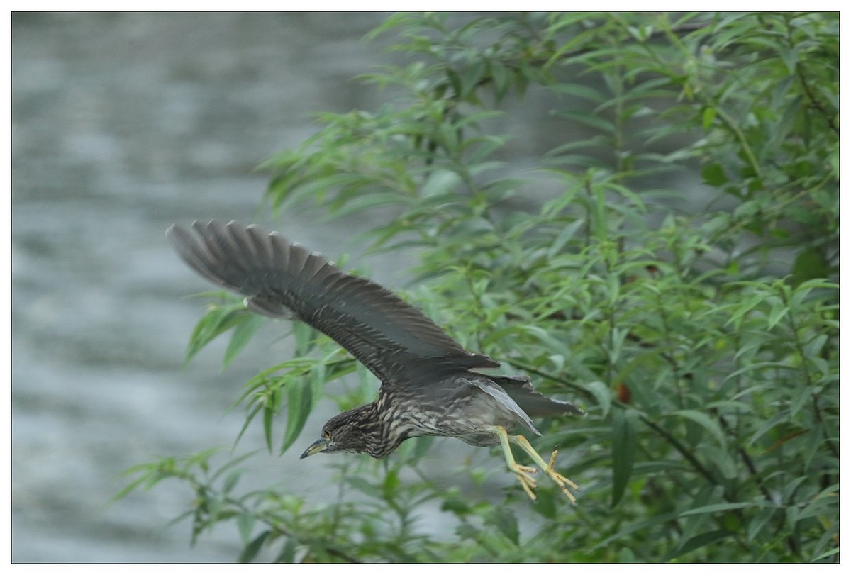 今年出生的一只夜鹭幼崽
