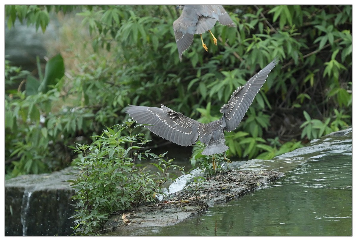 今年出生的一只夜鹭幼崽