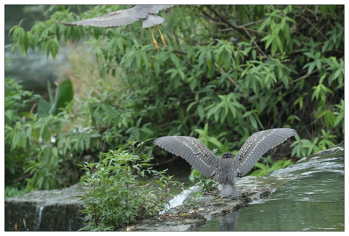 今年出生的一只夜鹭幼崽