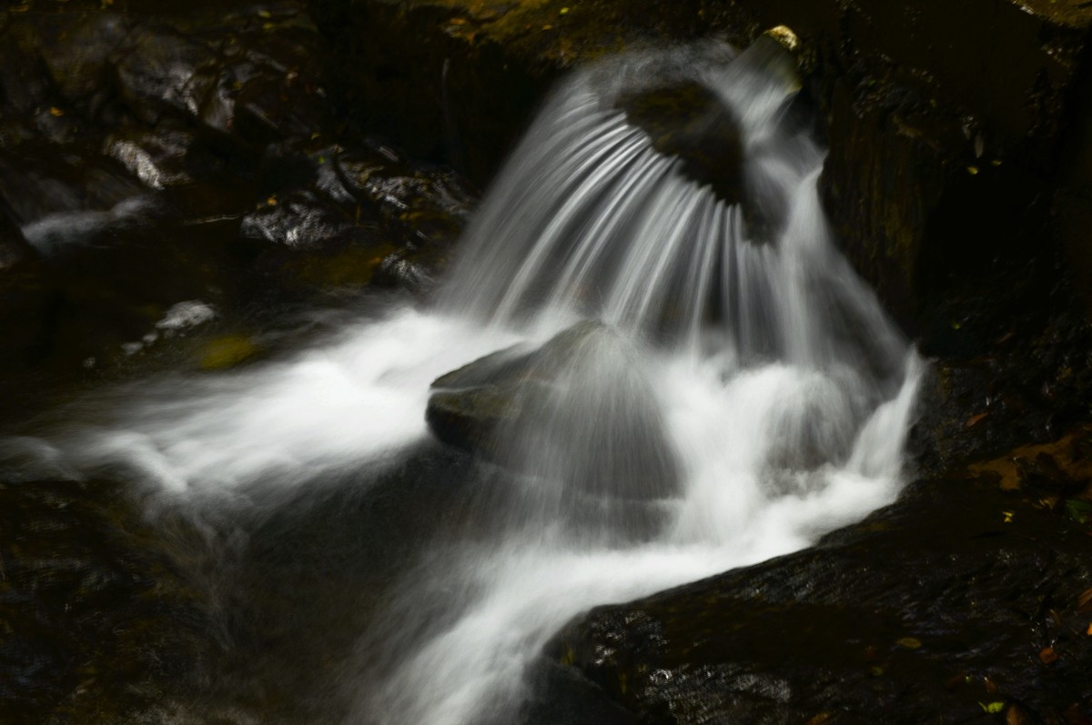 鼎湖山随拍（二）