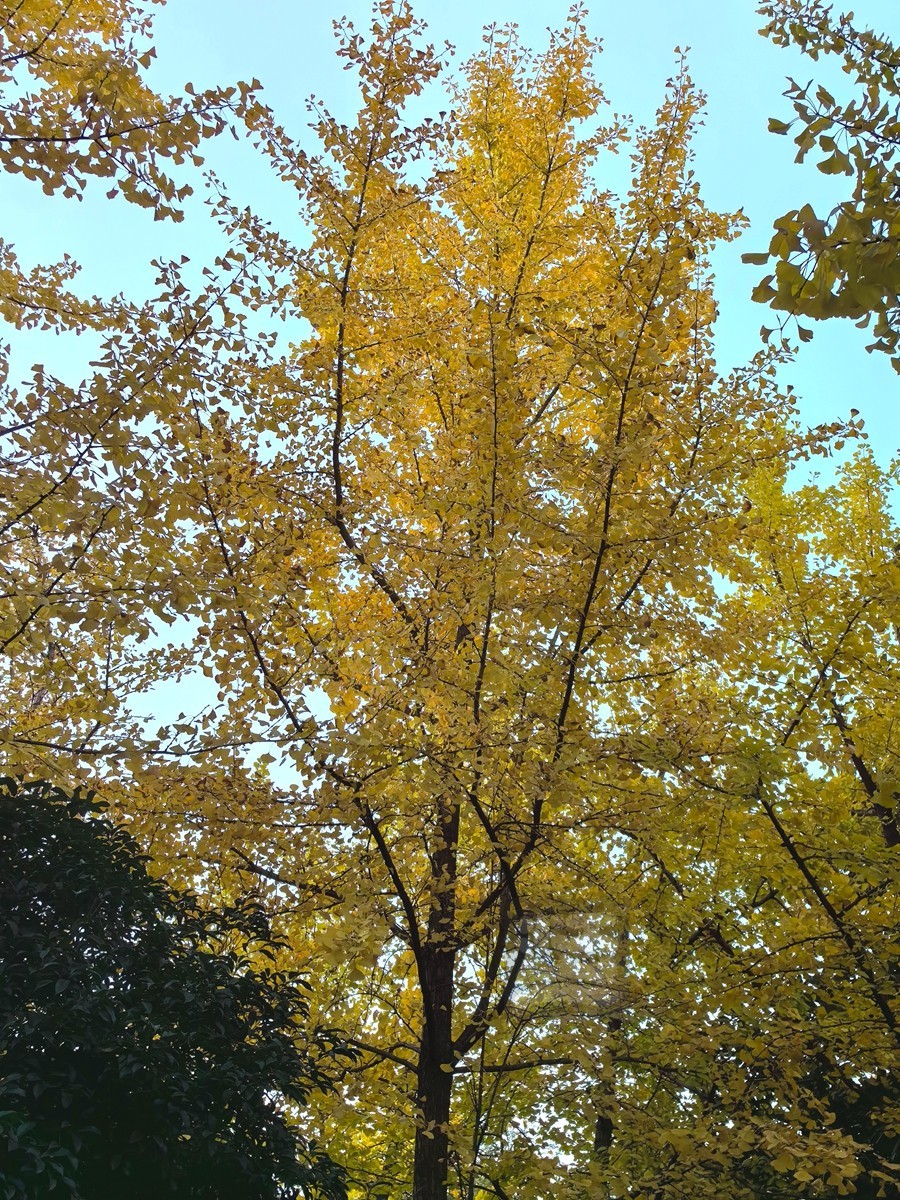 和风秋叶*堤角公园——武汉随笔