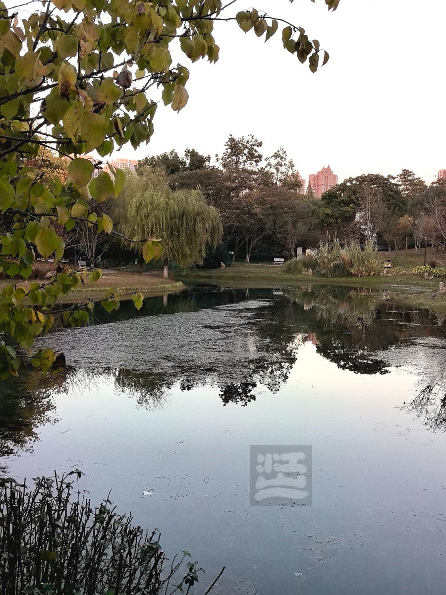 和风秋叶*堤角公园——武汉随笔