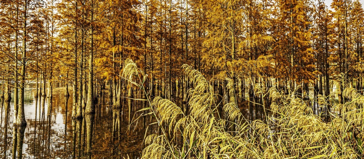 成都白鹭湾湿地公园【2】