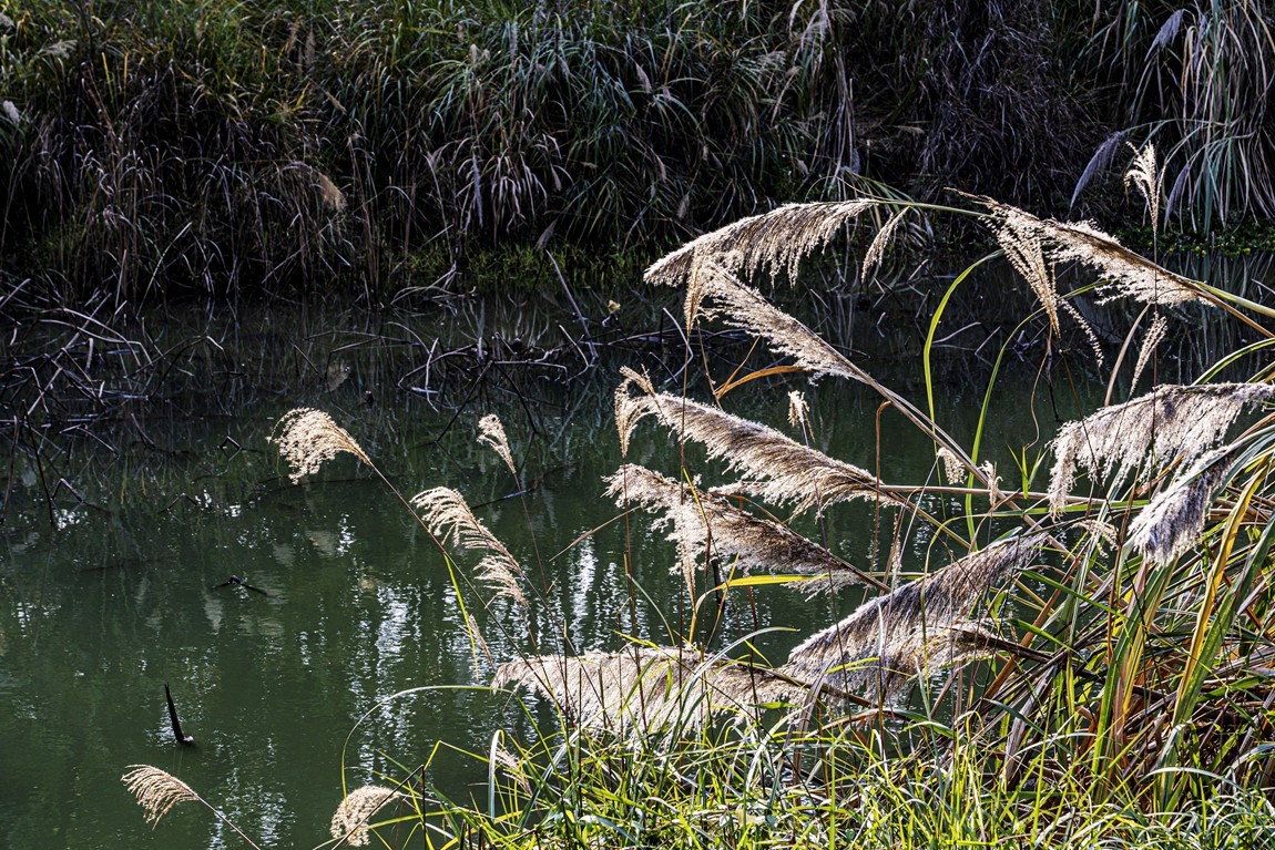 成都白鹭湾湿地公园【2】