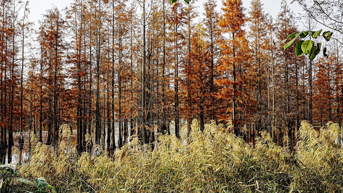 成都白鹭湾湿地公园【2】