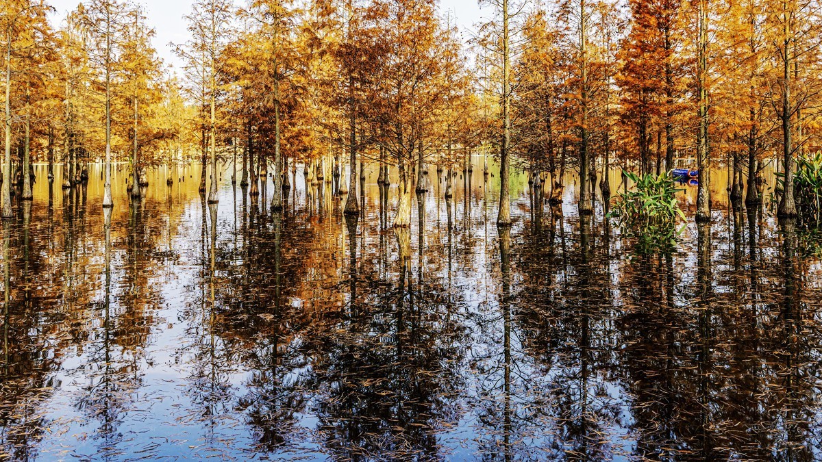 成都白鹭湾湿地公园【2】