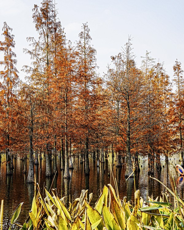 成都白鹭湾湿地公园【2】