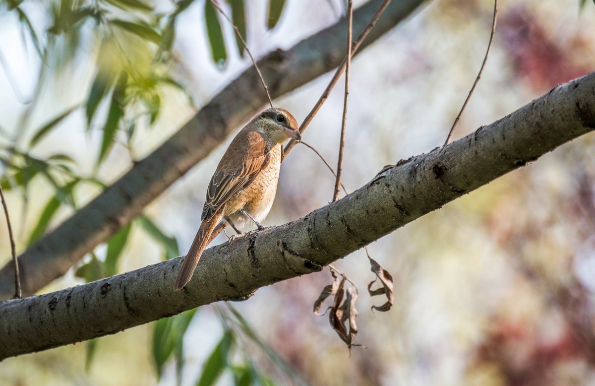 棕背伯劳（十四）