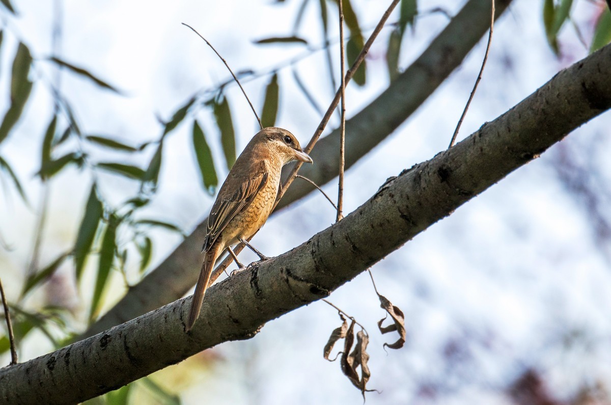 棕背伯劳（十四）