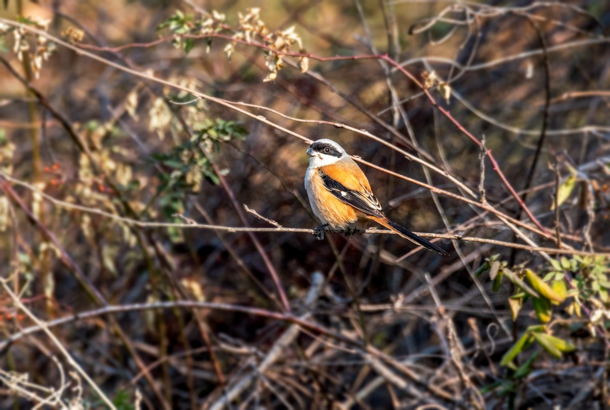 棕背伯劳（十四）