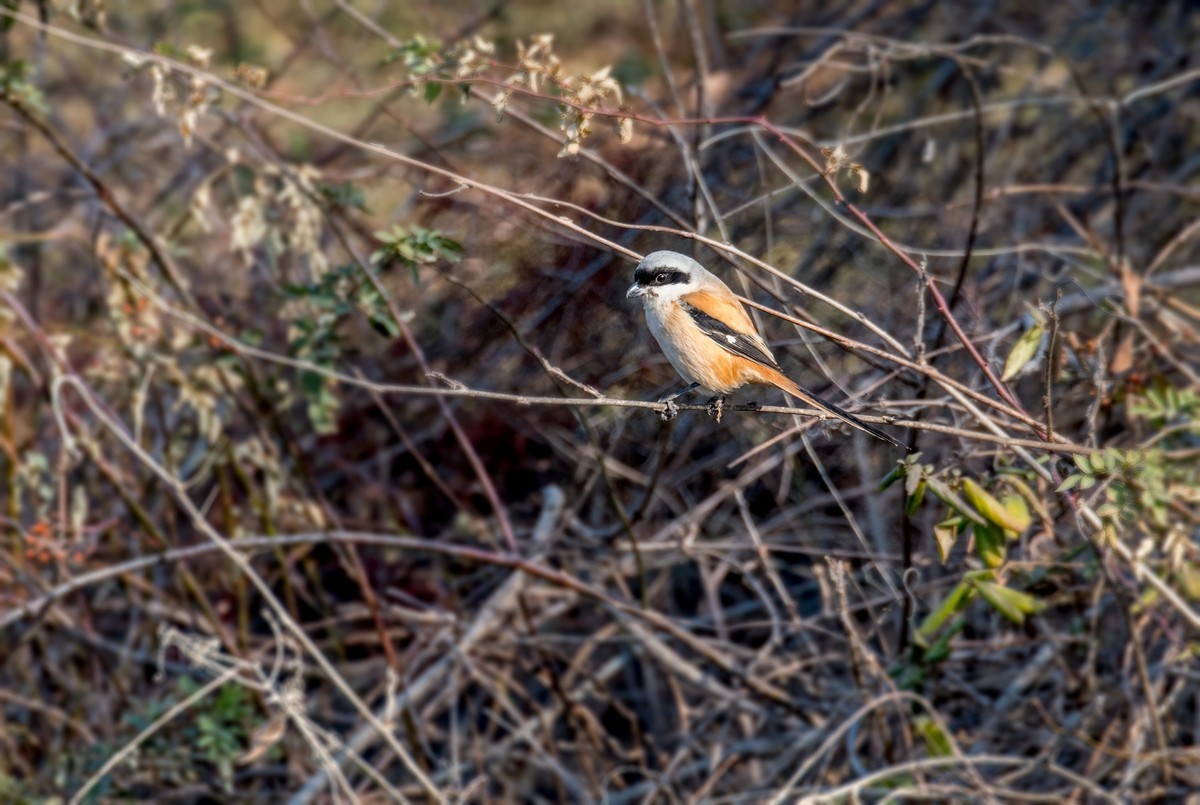棕背伯劳（十四）