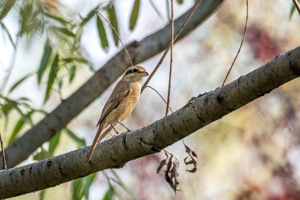 棕背伯劳（十四）