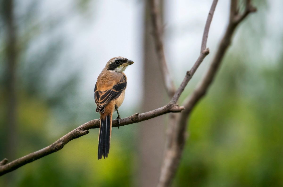 棕背伯劳（十四）