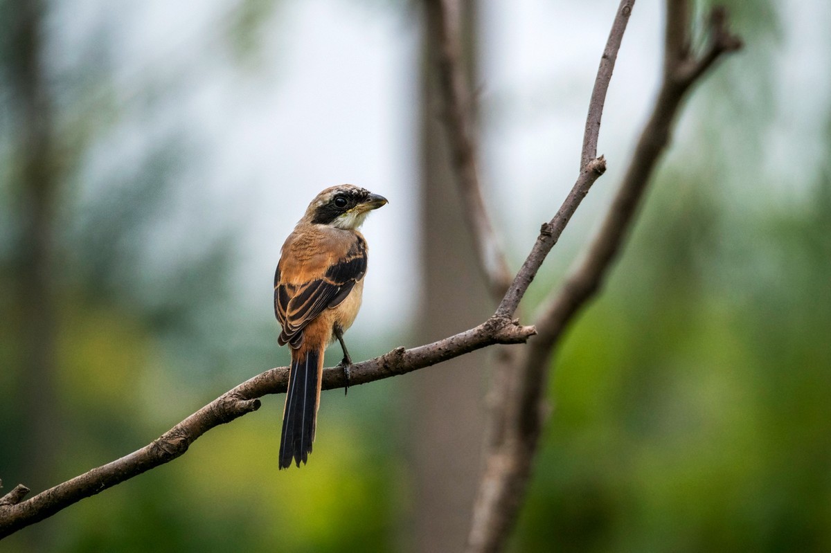 棕背伯劳（十四）