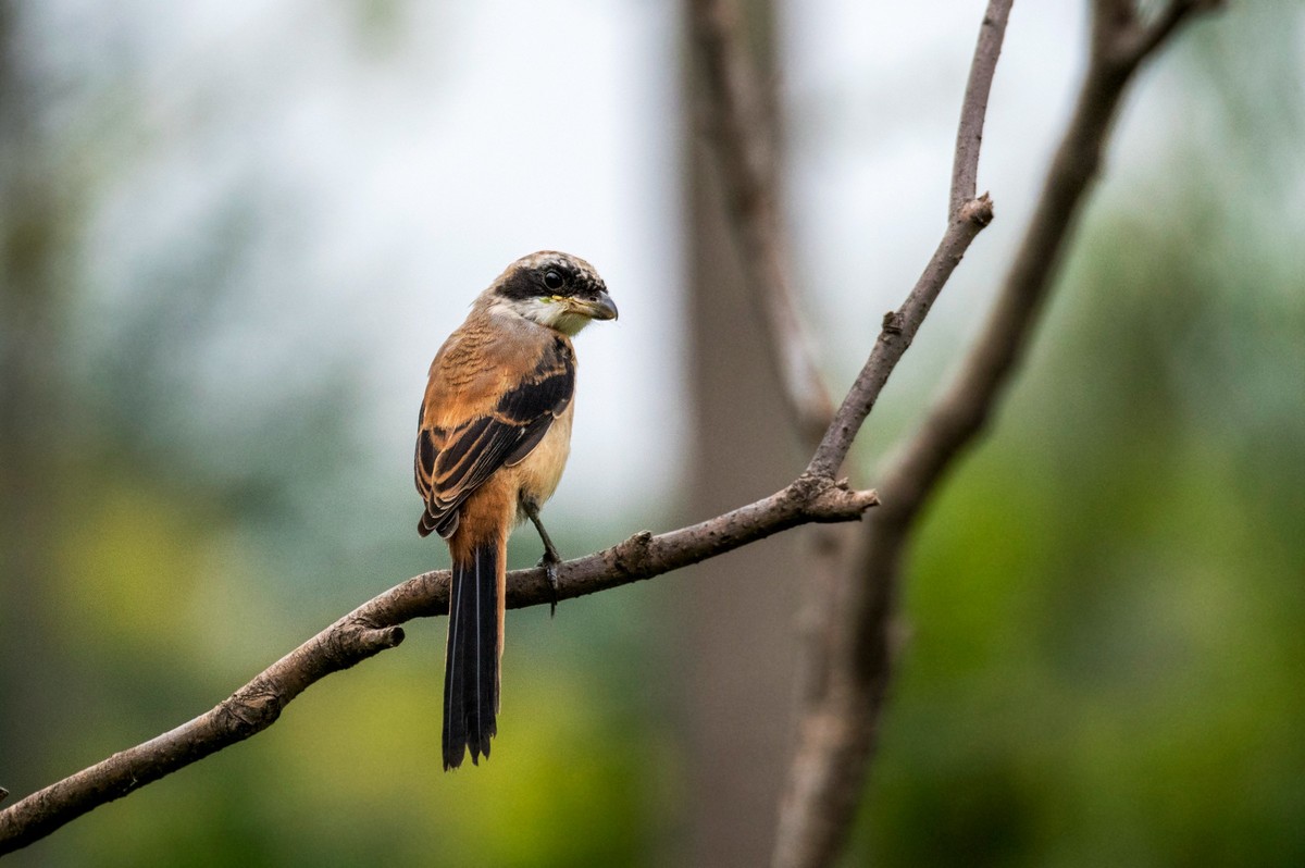 棕背伯劳（十四）