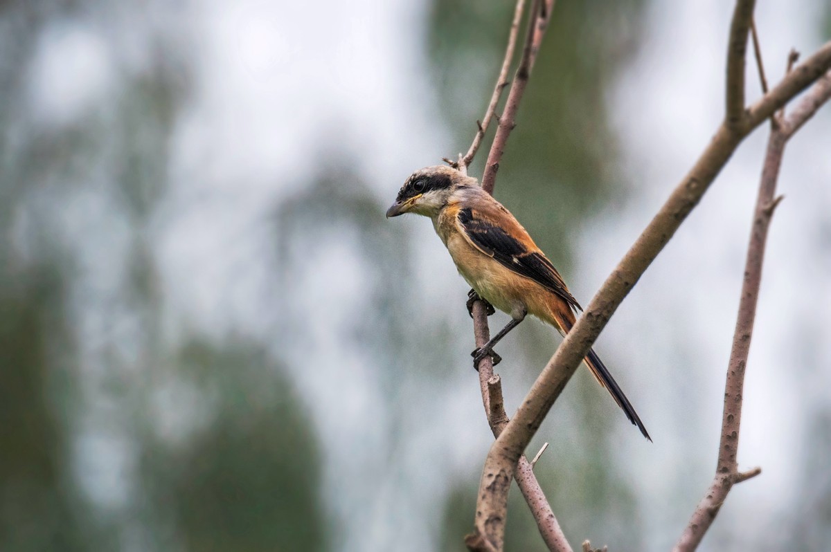 棕背伯劳（十四）