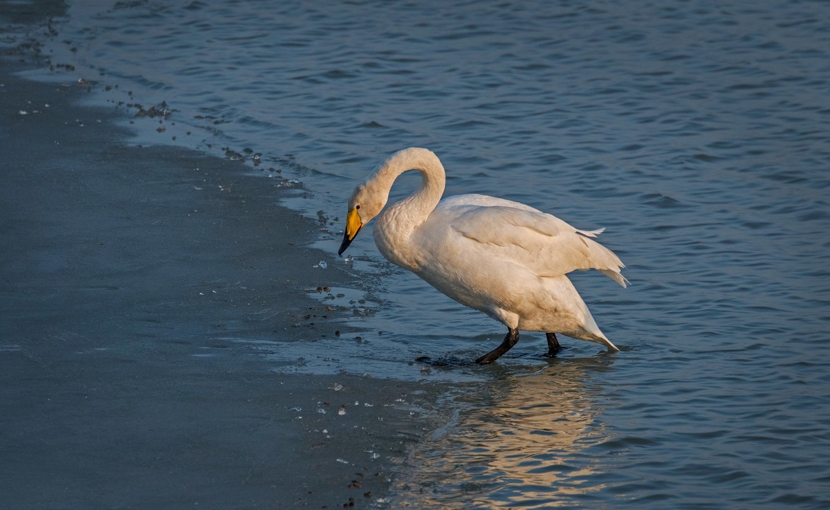 大天鹅（四十二）
