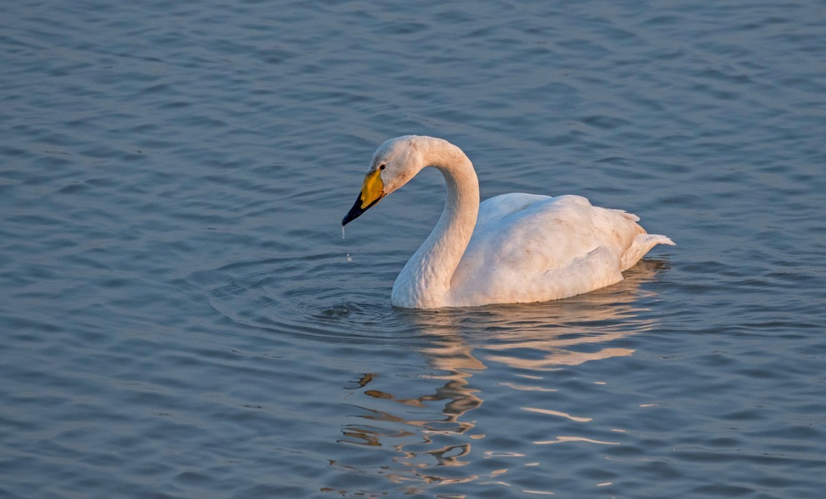 大天鹅（四十二）