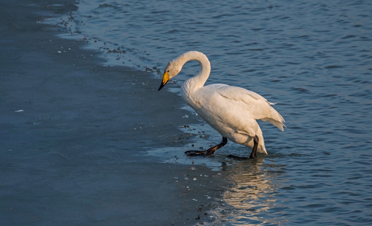 大天鹅（四十二）