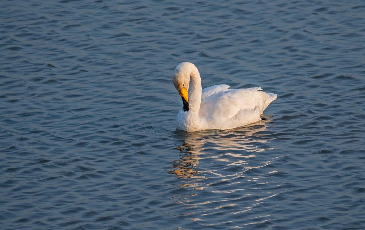 大天鹅（四十二）