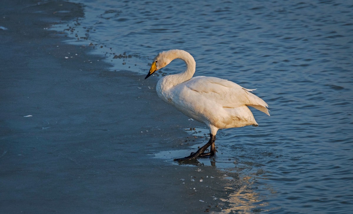 大天鹅（四十二）