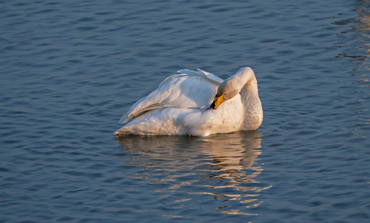 大天鹅（四十二）