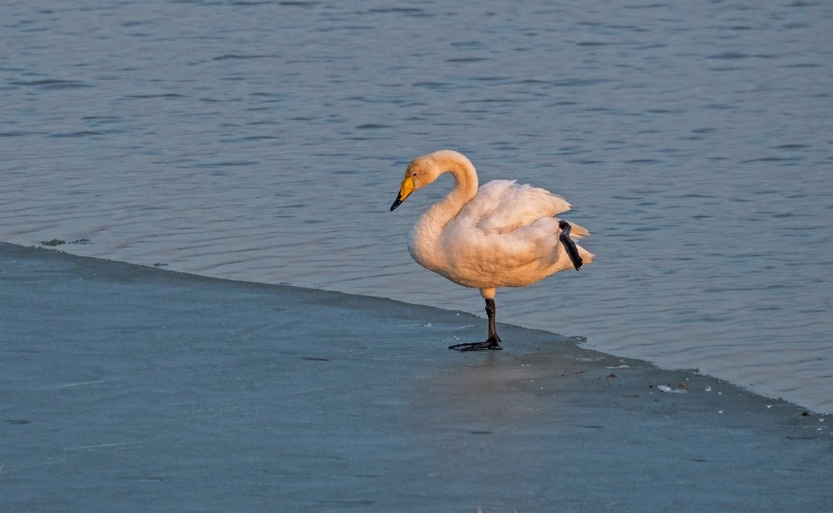 大天鹅（四十二）