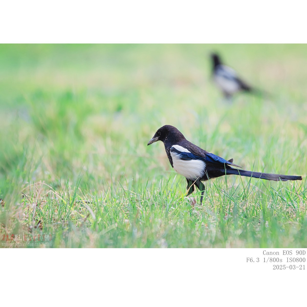 喜鹊  白颊噪鹛