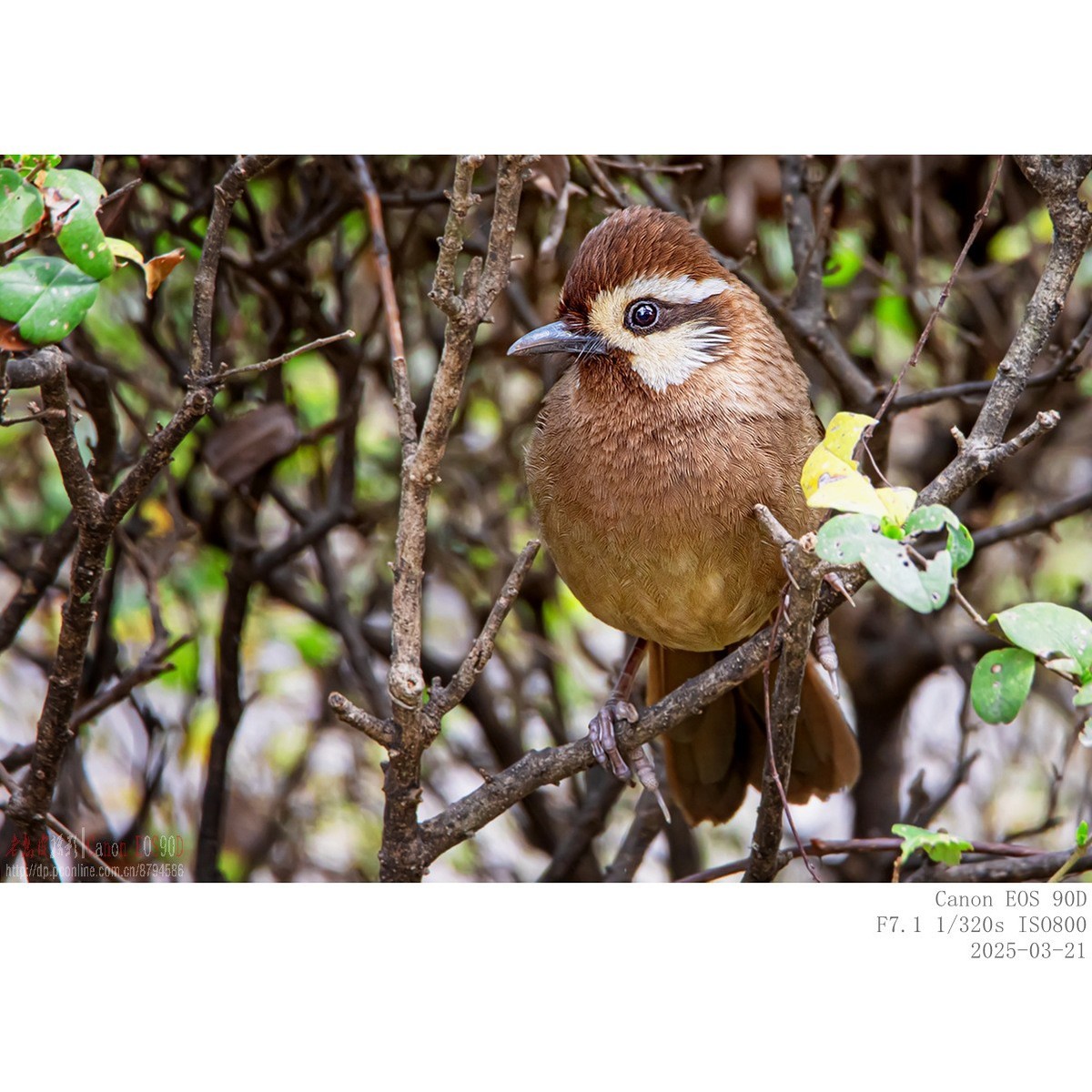 喜鹊  白颊噪鹛