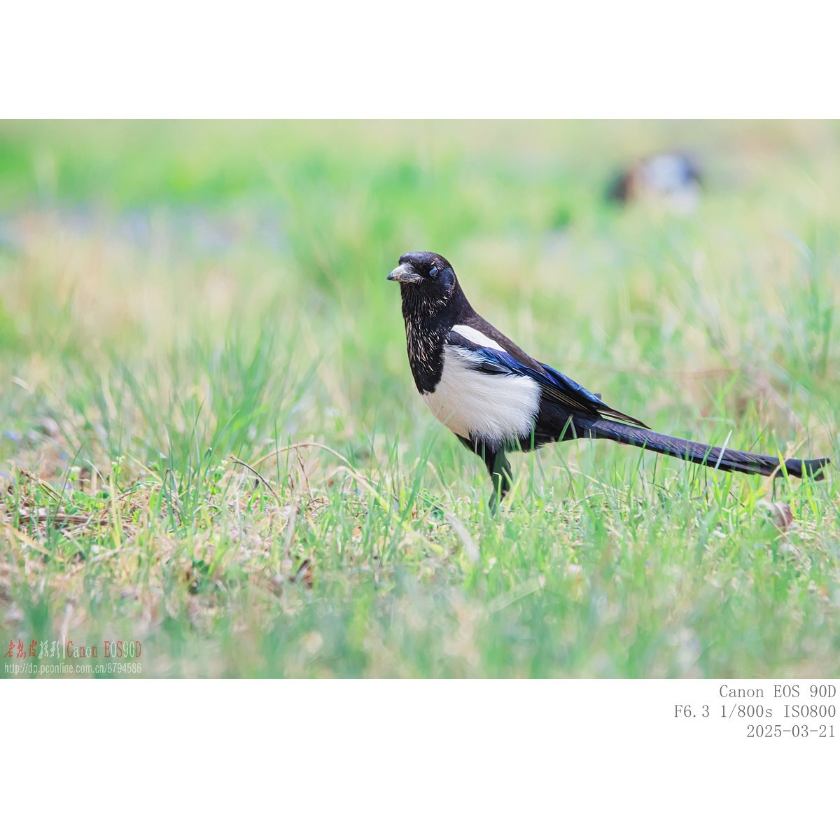 喜鹊  白颊噪鹛