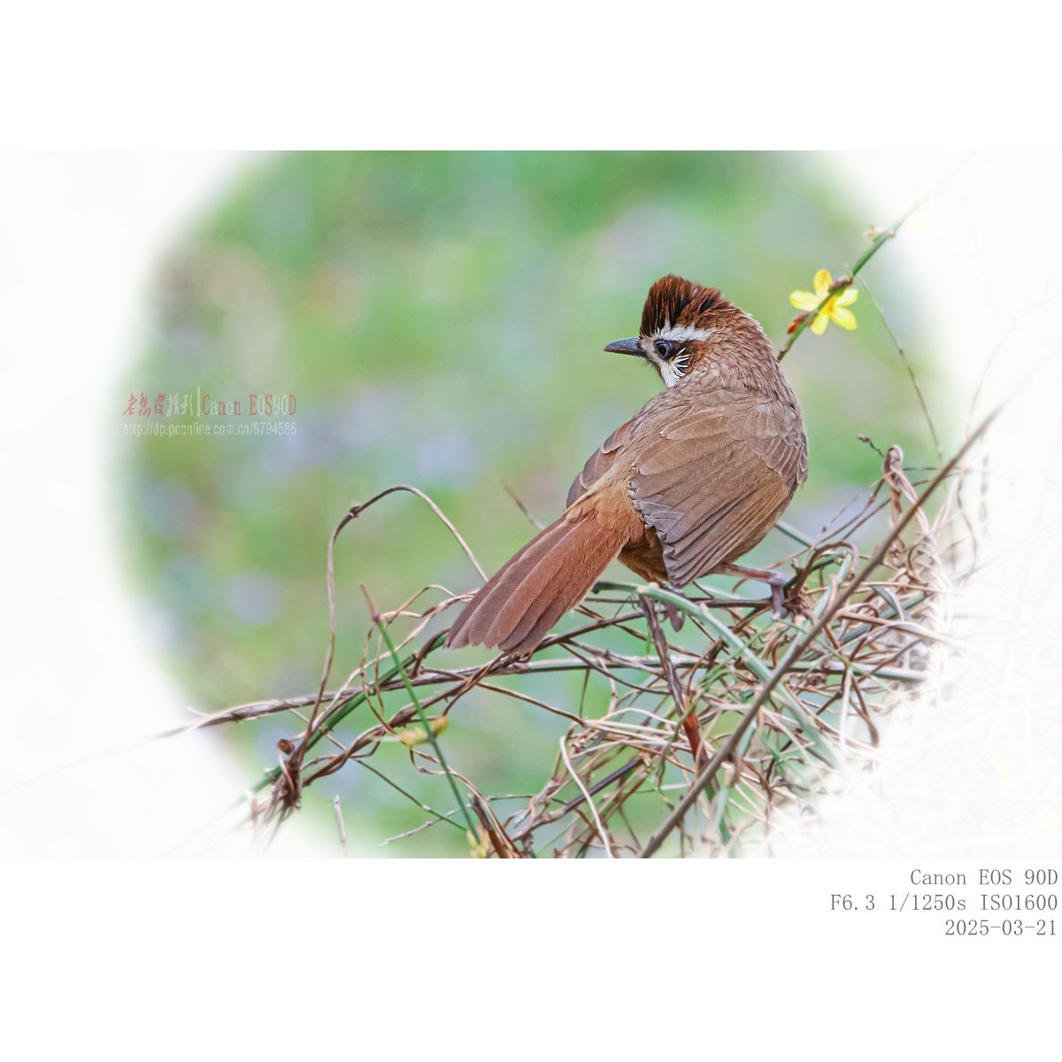 喜鹊  白颊噪鹛