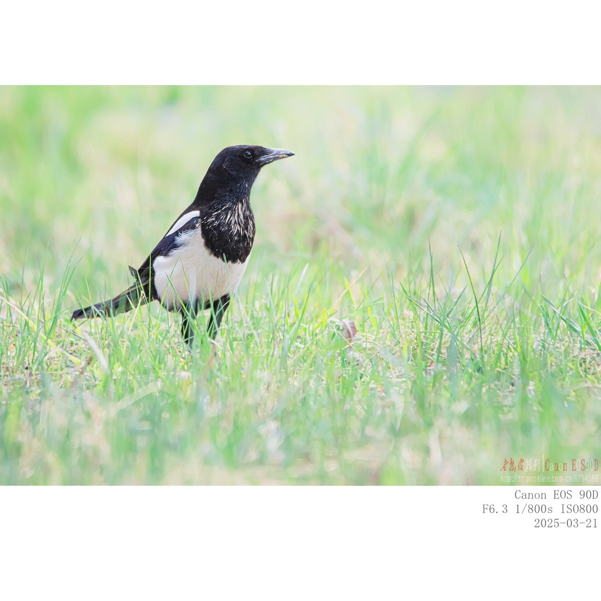 喜鹊  白颊噪鹛