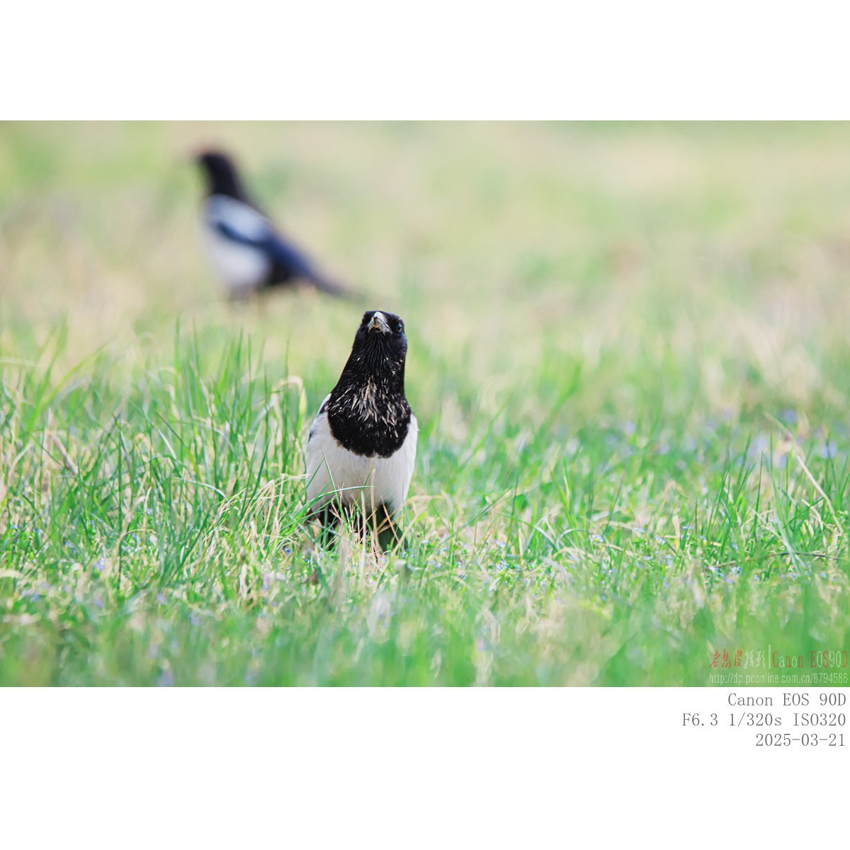 喜鹊  白颊噪鹛