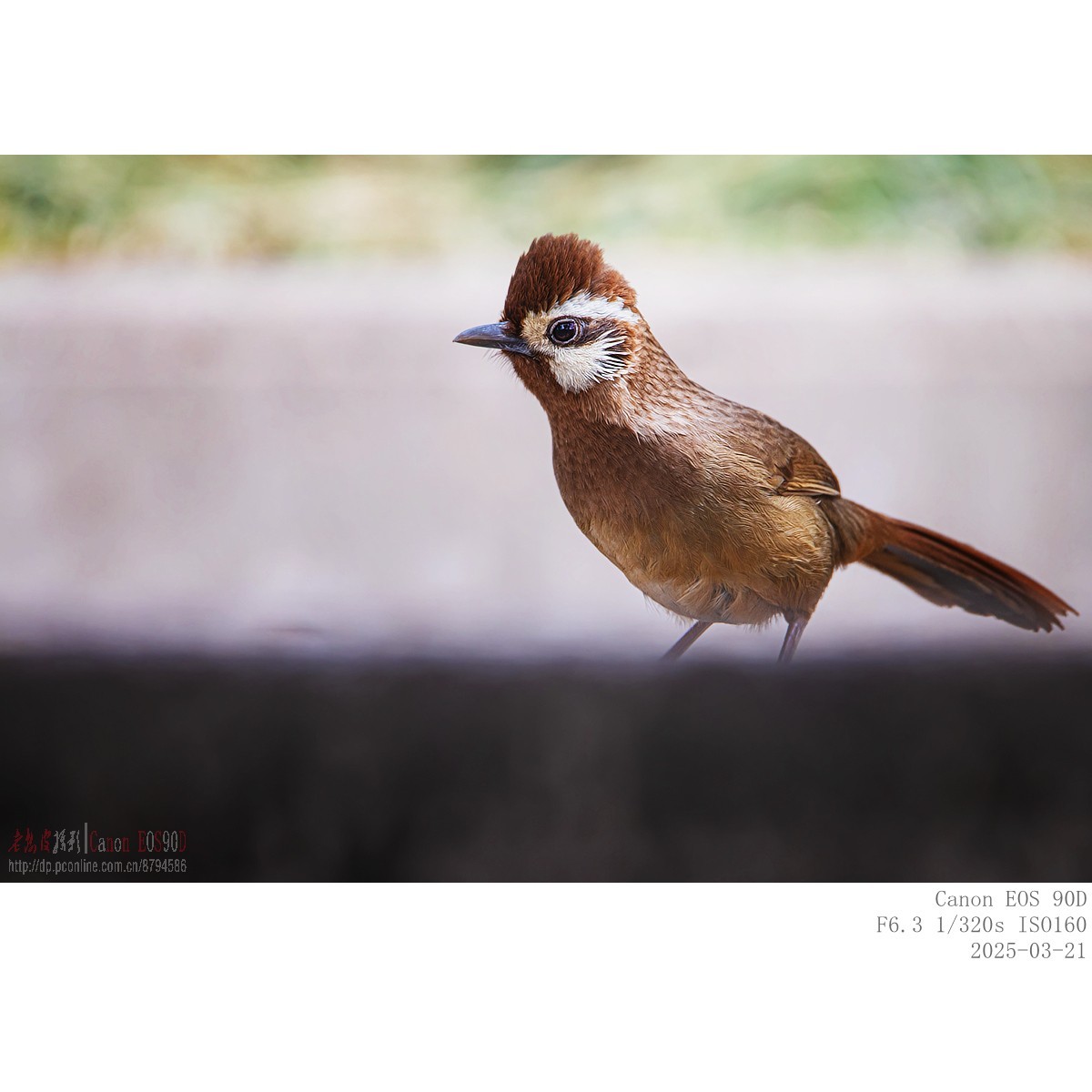 喜鹊  白颊噪鹛