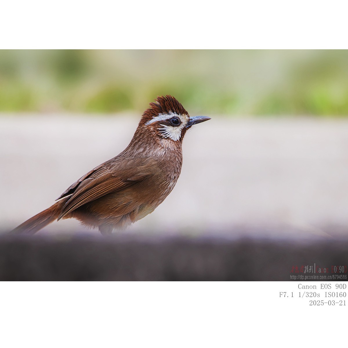 喜鹊  白颊噪鹛