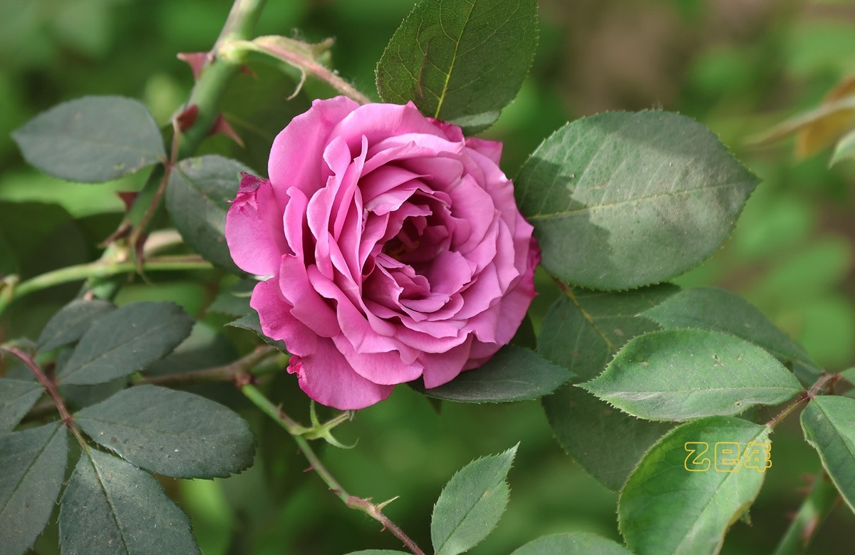 月季花【乙巳年-78】