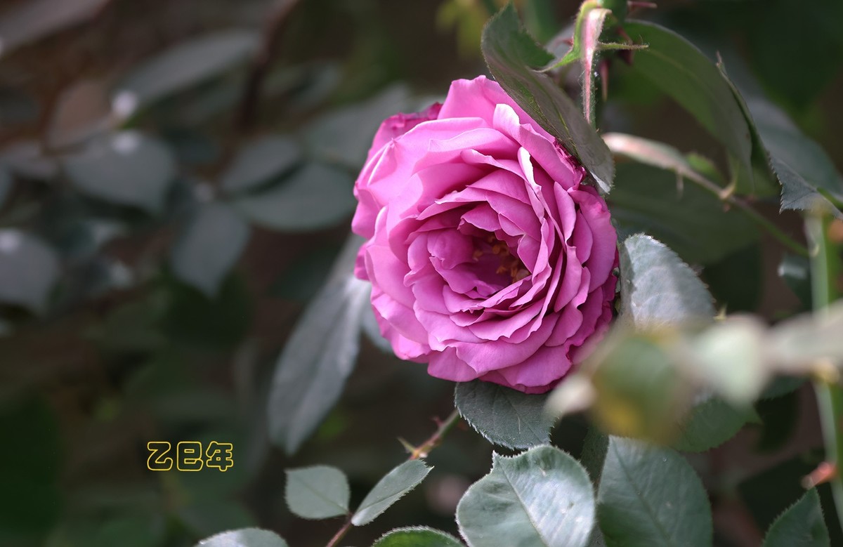 月季花【乙巳年-78】