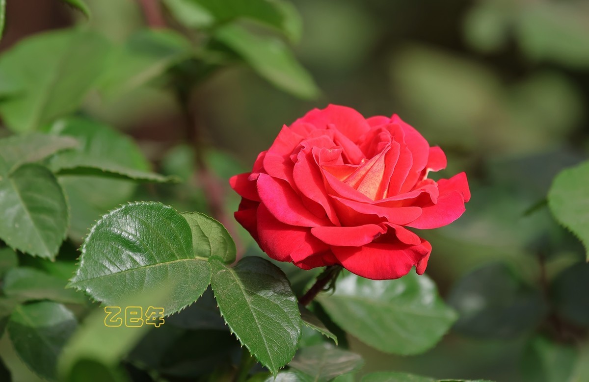 月季花【乙巳年-78】