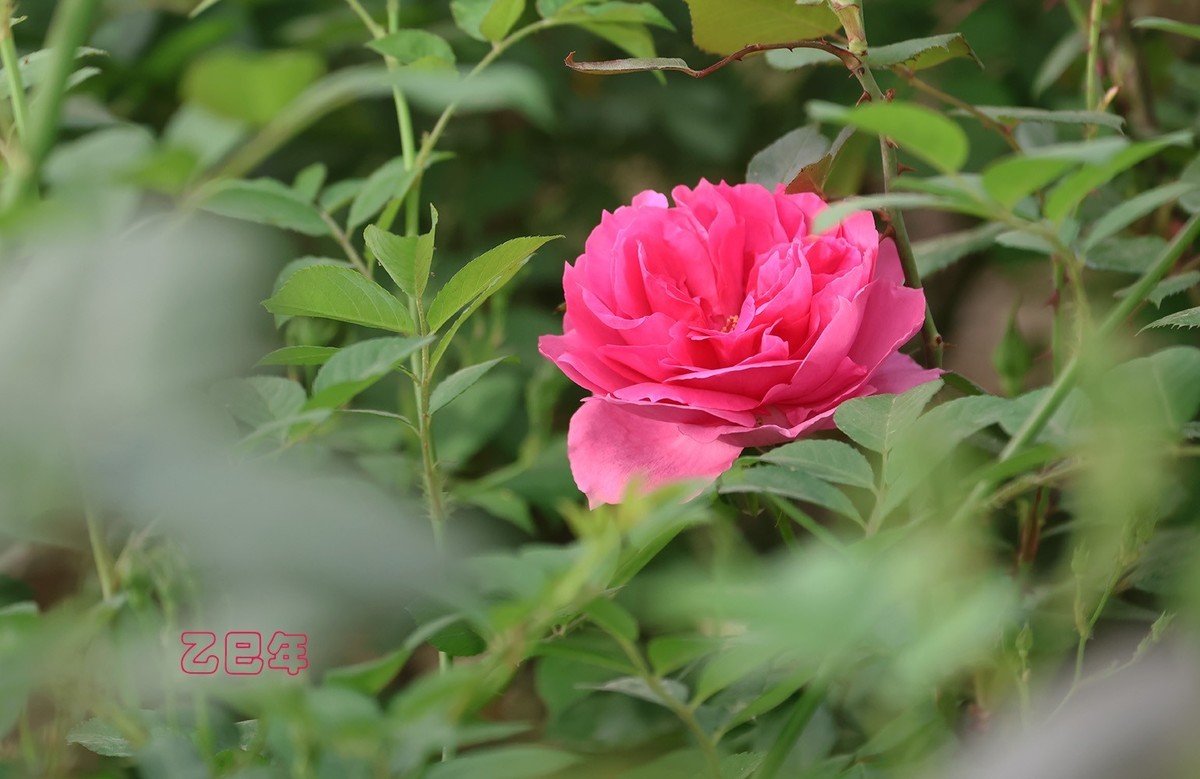 月季花【乙巳年-78】