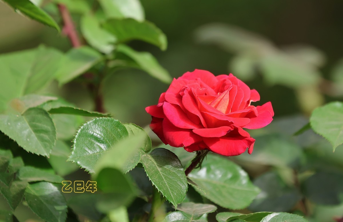 月季花【乙巳年-78】