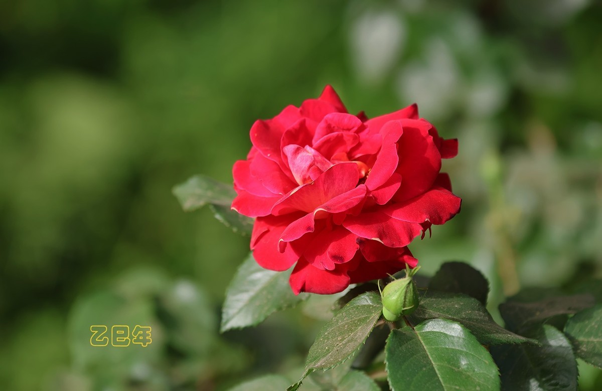 月季花【乙巳年-78】