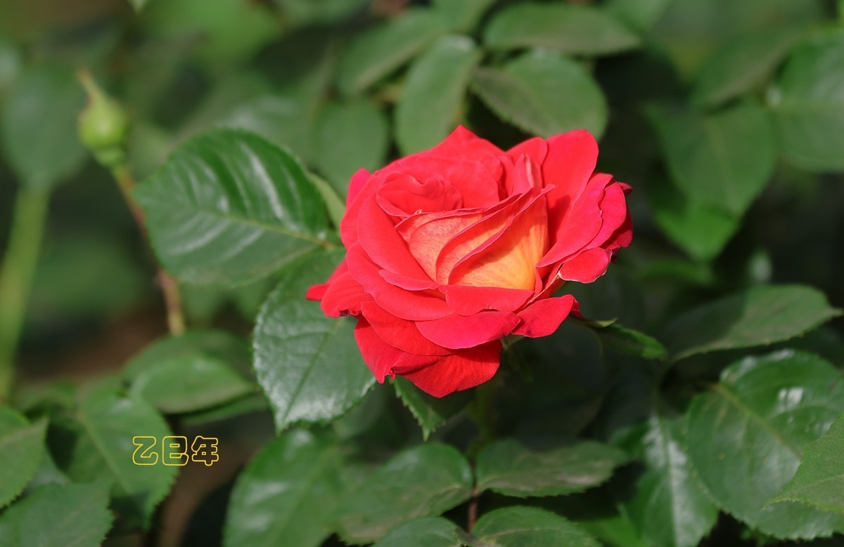 月季花【乙巳年-78】