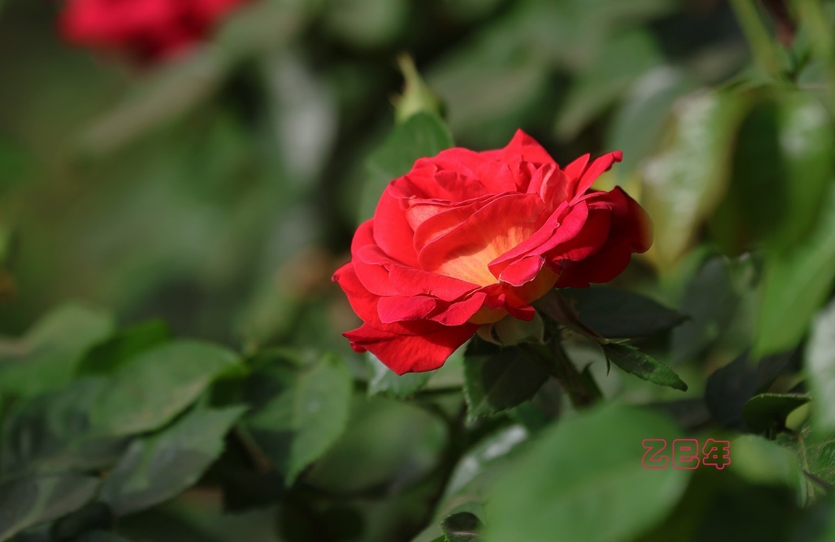 月季花【乙巳年-78】