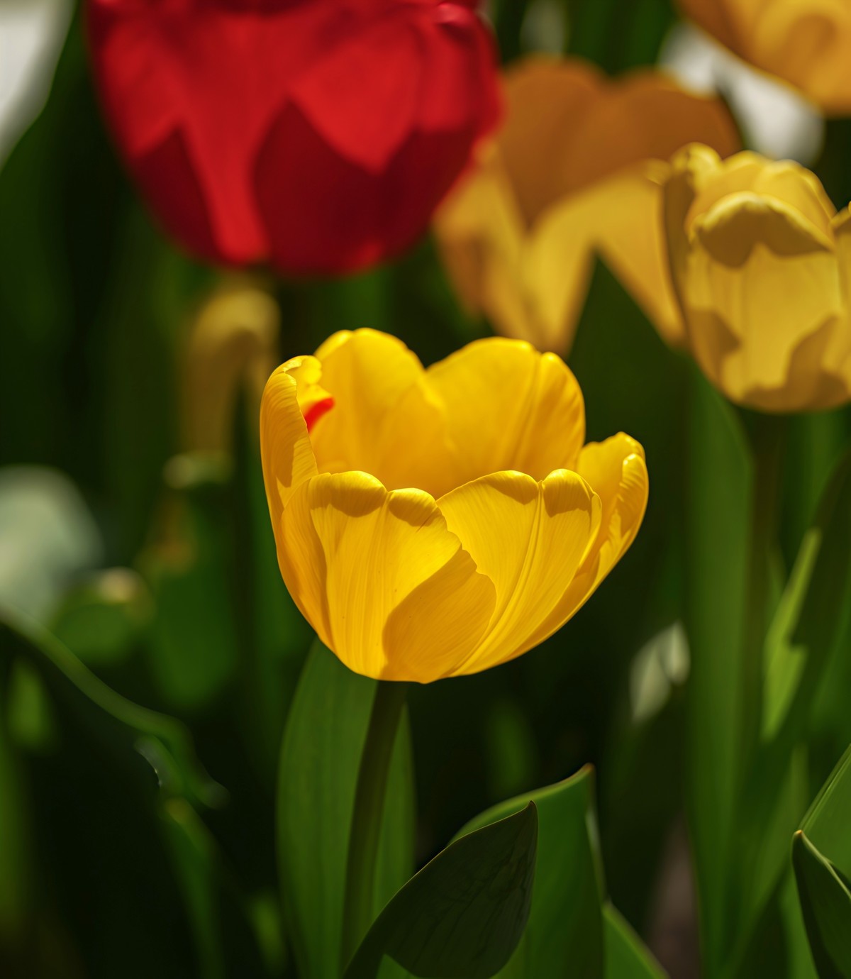 春游中山公园20250403 《2》