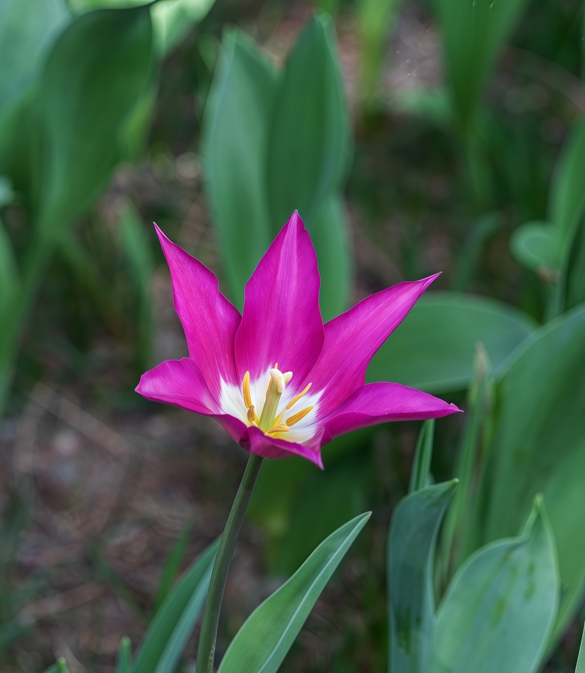 春游中山公园20250403 《2》