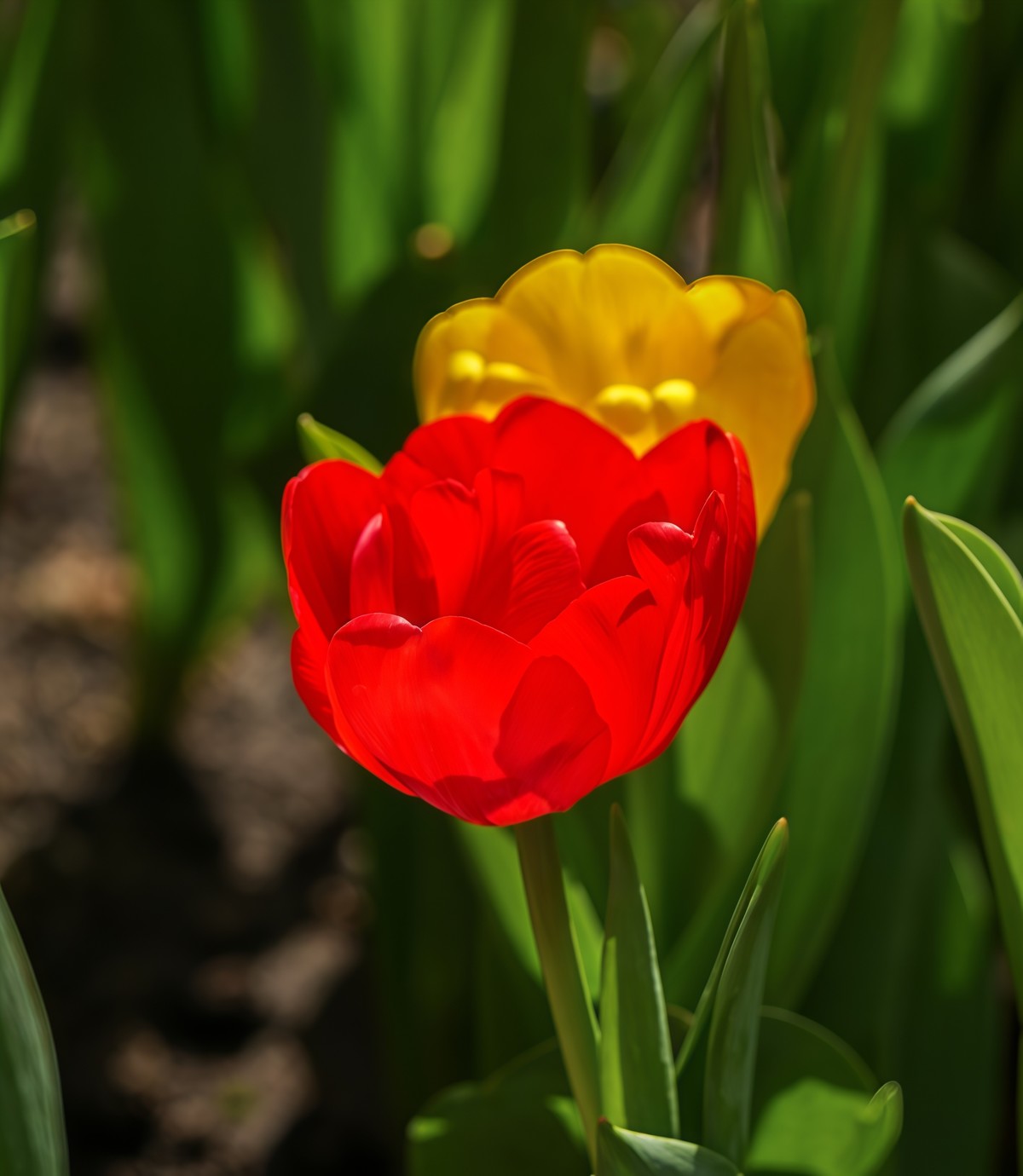 春游中山公园20250403 《2》