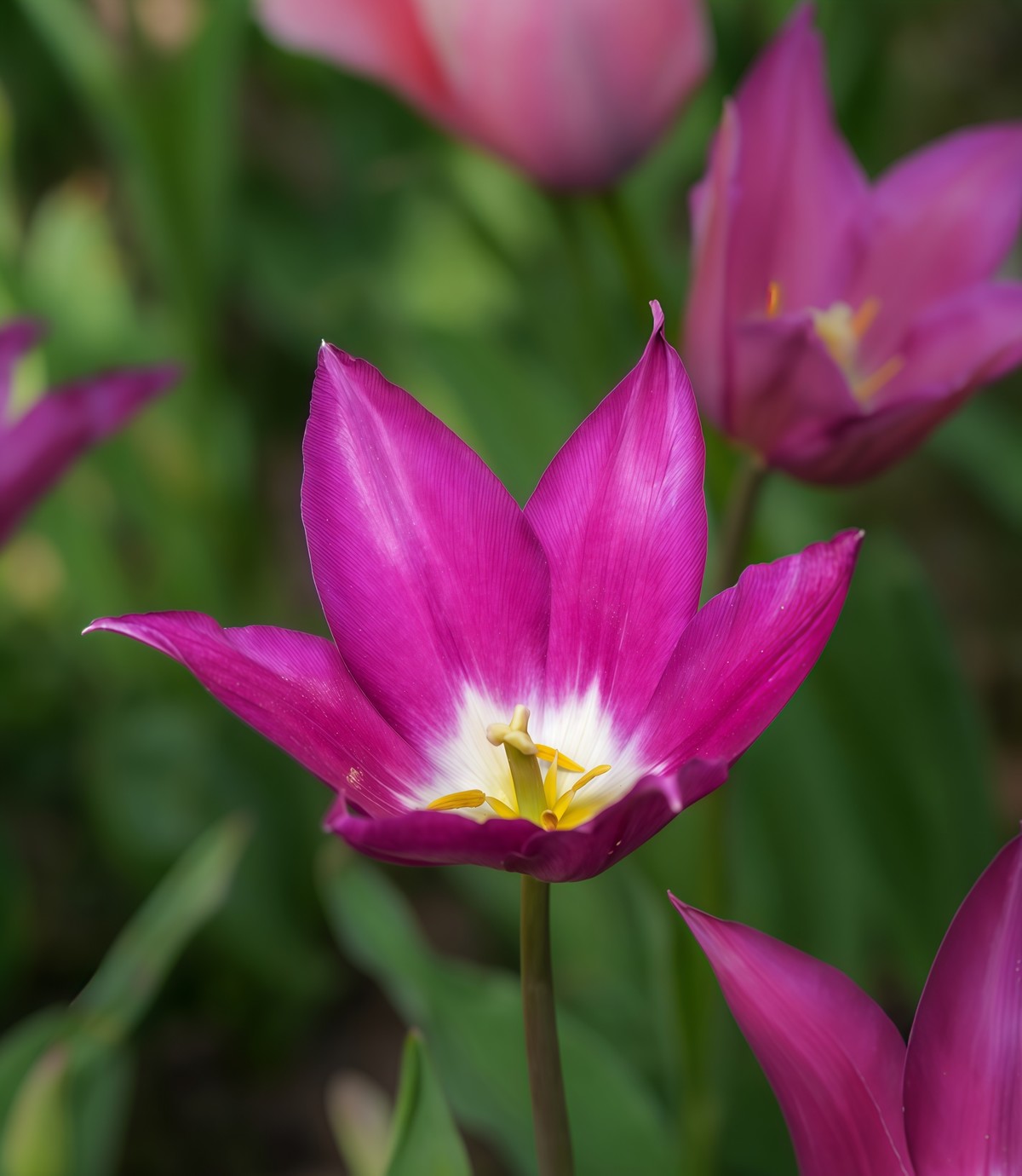 春游中山公园20250403 《2》