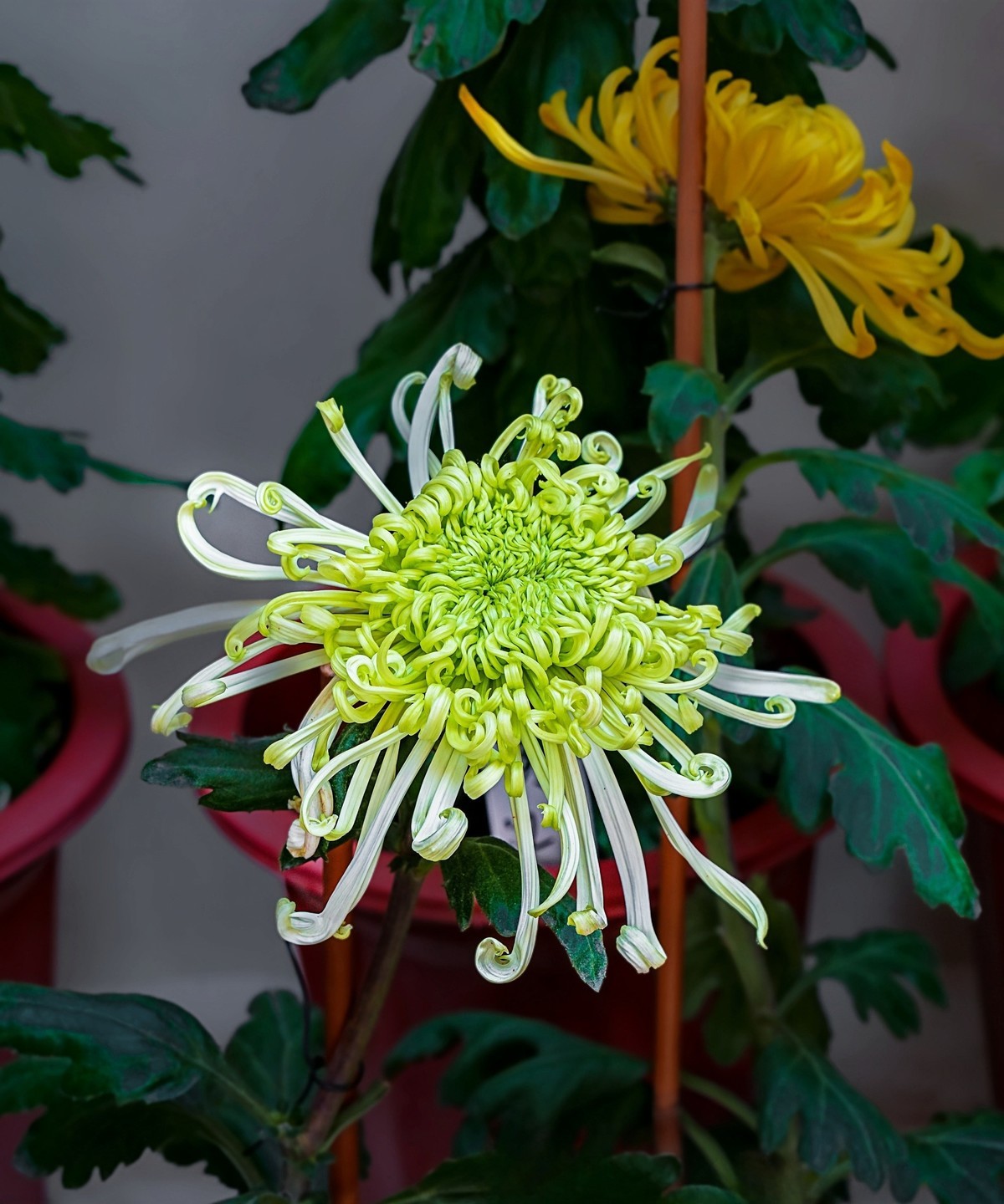 秋日中山公园20241105 《23》